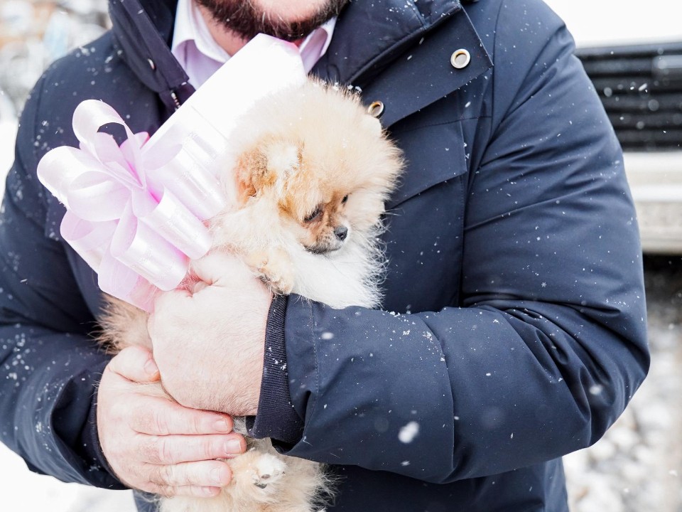 Письмо Деду Морозу сработало: в Шатуре девочке подарили шпица, о котором она мечтала