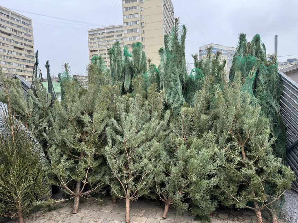 Жители Ленинского округа могут купить новогоднюю красавицу на елочных базарах