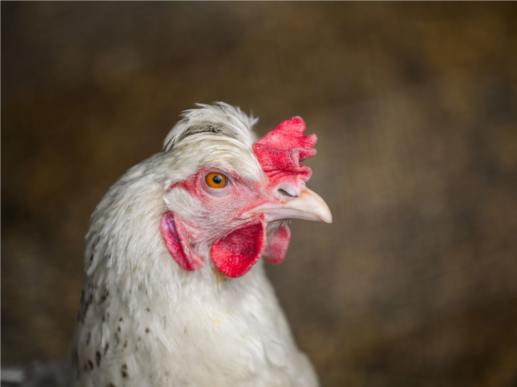 «Это заяц»: курица без билета проехалась в подмосковной электричке