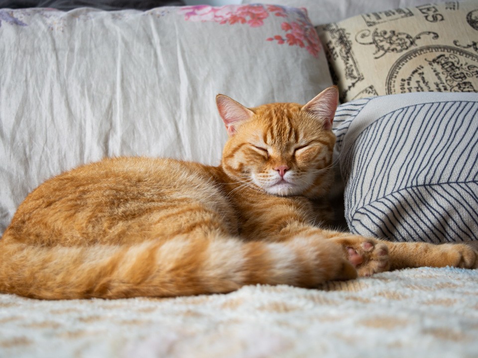 В Долгопрудном разыскивают пропавшего кота по кличке Матис