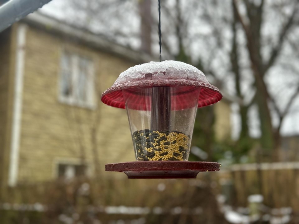 Опасный хлеб и полезные семечки: эколог объяснила, что класть в птичьи кормушки
