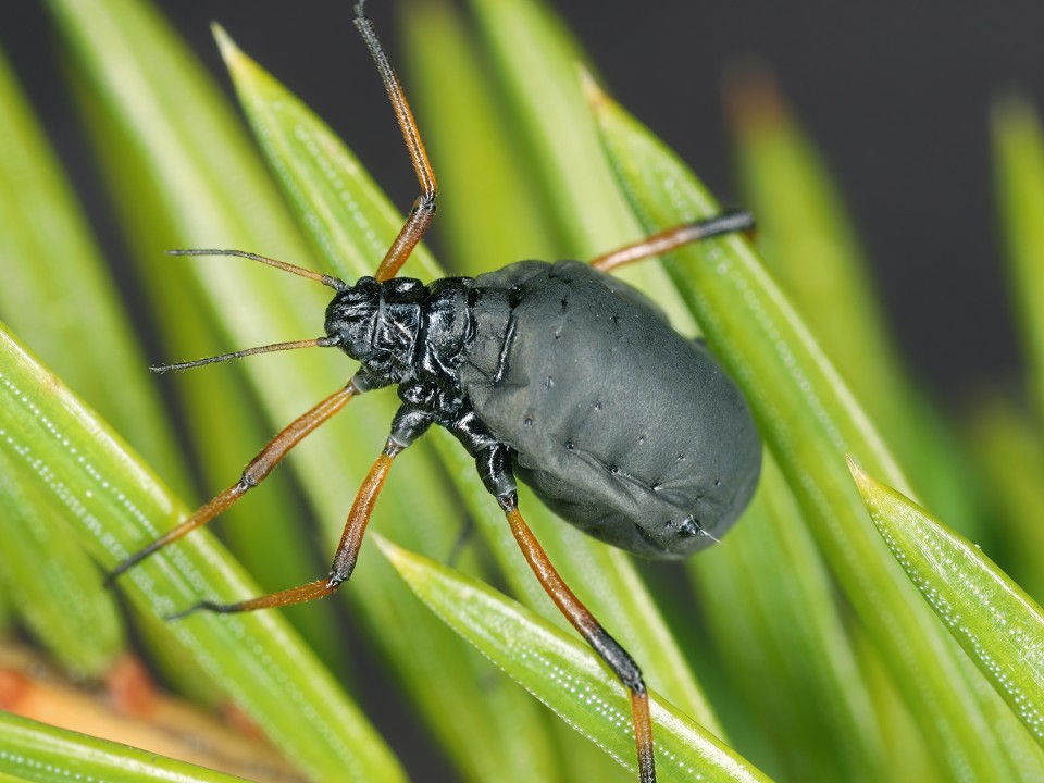 Тлю на новогодних елках приняли за клещей и напугали пользователей соцсетей