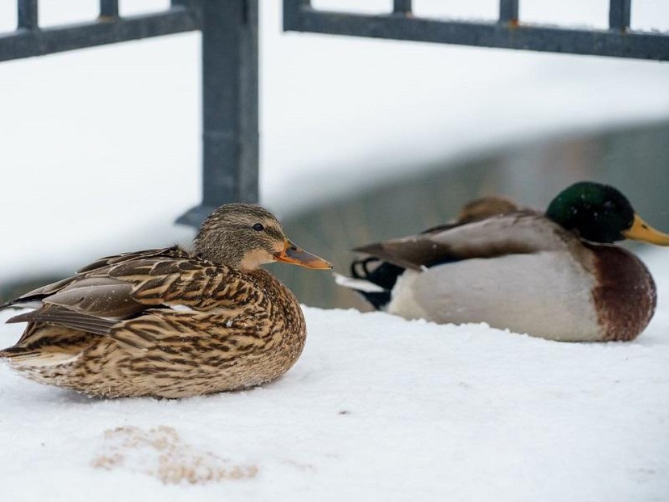 Излишняя доброта убивает уток: как помочь водоплавающим птицам зимой и не навредить