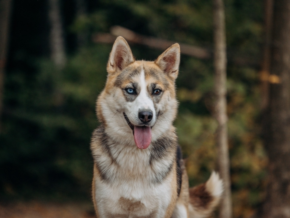 Разноглазая хаски Аглая томится в приюте и ждет новых заботливых хозяев