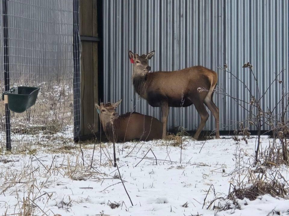 Лесные короли переезжают в Подмосковье: в Дмитрове создают уникальный бренд на основе разведения редких оленей