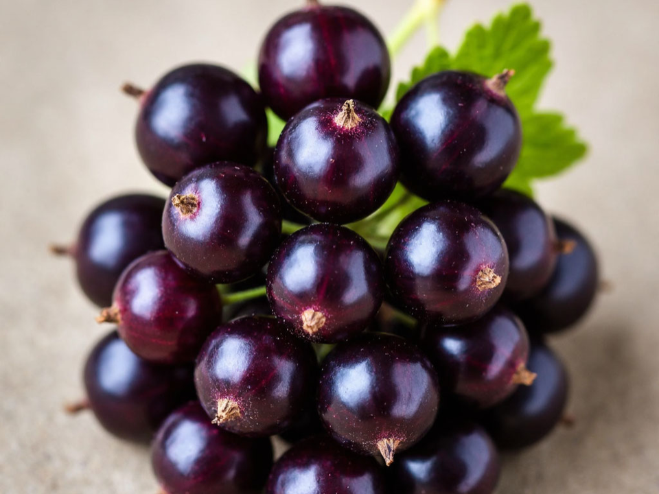 Черная смородина выходит на первый план: ягода, которая станет хитом садов в 2026 году