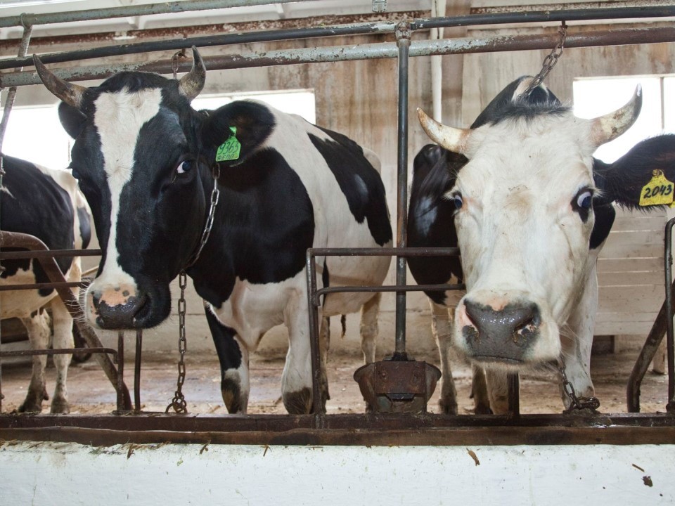 Буренки, барашки и сто тонн мяса: в Егорьевском округе появится новое хозяйство по разведению крупного рогатого скота и овец