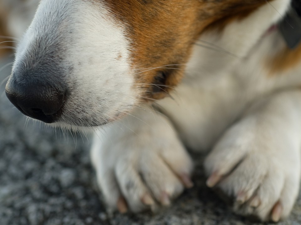 Выманили и расстреляли: подробности расправы догхантеров с животными под Звенигородом