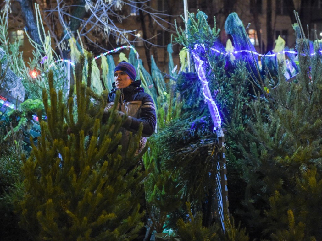 Ели, сосны, пихты: где в Одинцове купить сертифицированную елку