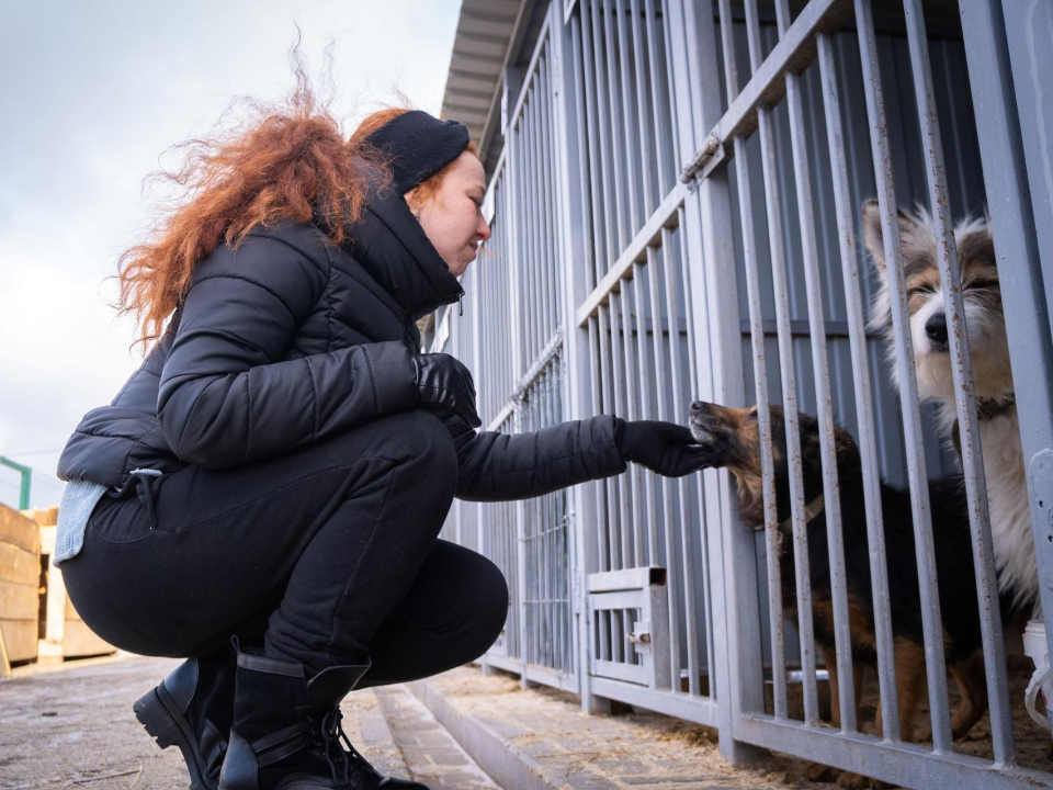 Активисты из Люберец передали тонну корма пострадавшему приюту для животных в Белгороде
