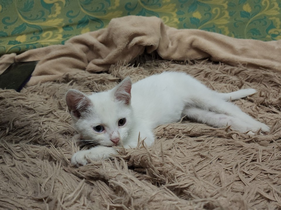 Мужчина выкинул семерых котят на помойку в Истре