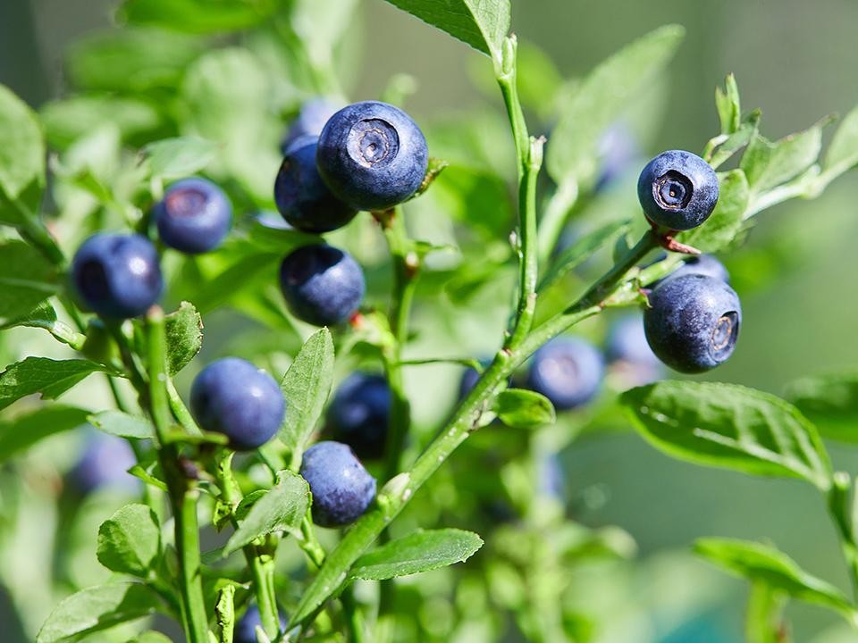 Жительница Рошаля поделилась рецептом щербета из местных лесных ягод