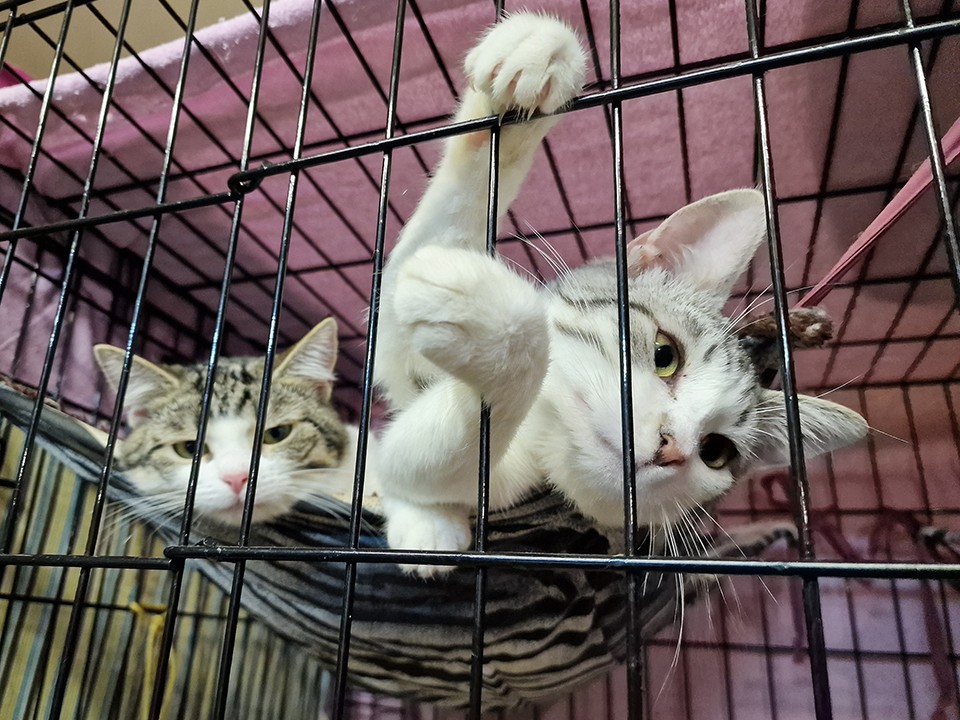 «Одержимость и пустота в глазах»: история с зоозащитниками в Красноармейске оказалась фейком