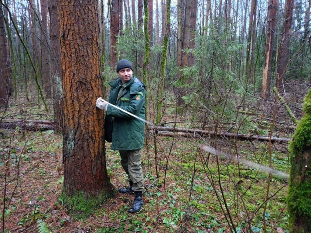 Секреты лесопатологии: ступинский лесничий освоил новые методы борьбы с вредителями
