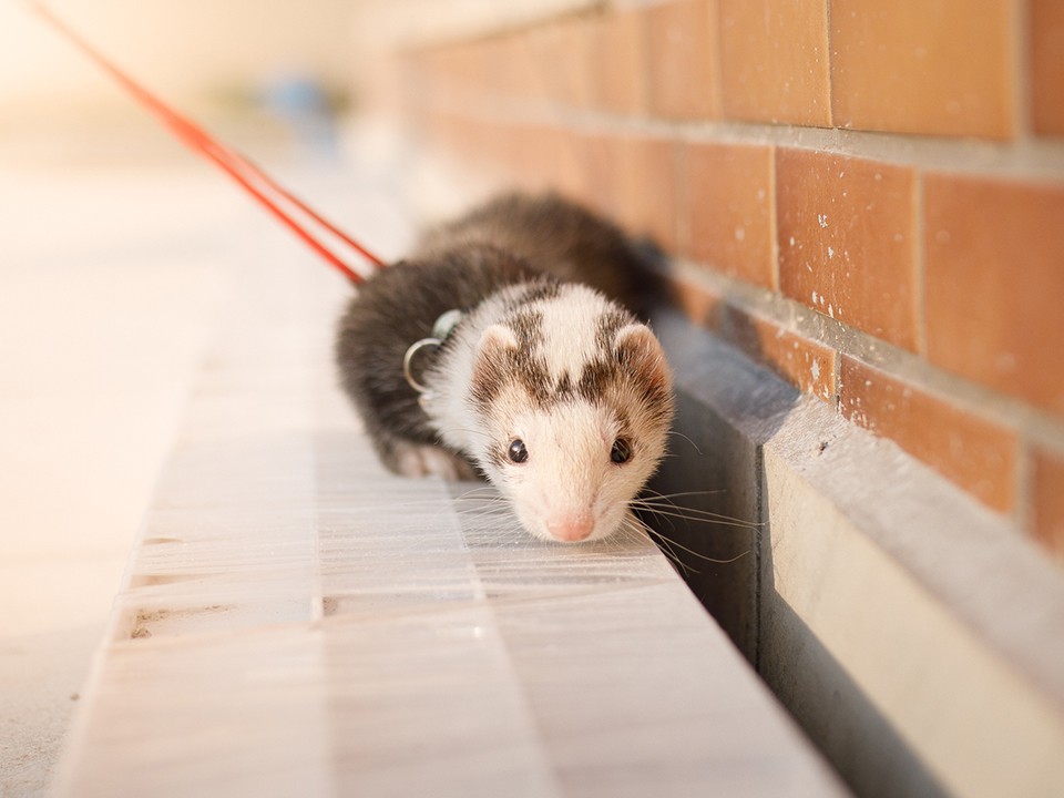 На станции Катуар заметили пассажира с необычным питомцем