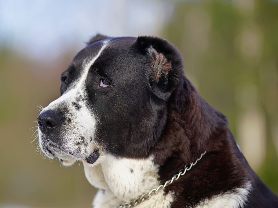 Дмитровский хатико: алабай несколько дней ждет хозяев на месте страшной аварии