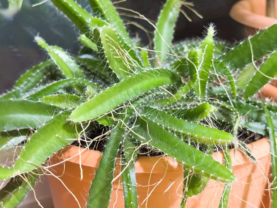 Вечнозеленый тренд: какие растения вытесняют герань и фикусы с подоконников этой зимой