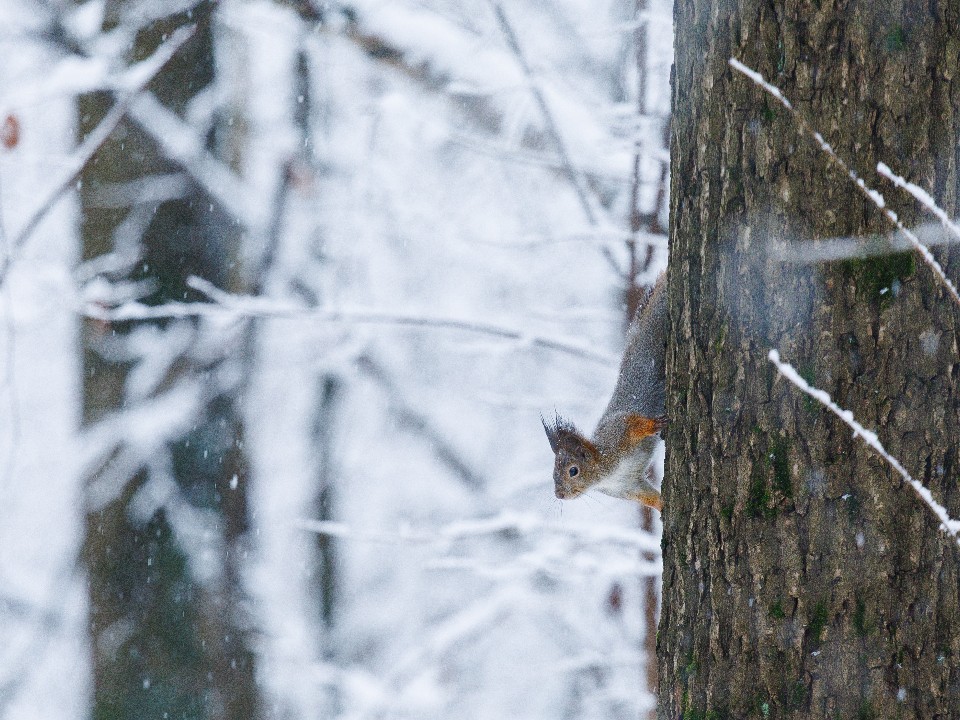 Когда придут холода? в Солнечногорске декабрь стартовал с аномально теплой погоды