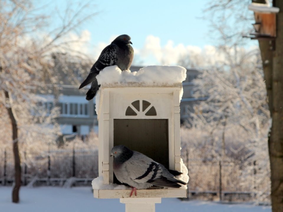 Зима сходит с ума: снегопады и похолодание обрушатся на Подмосковье в ближайшие дни
