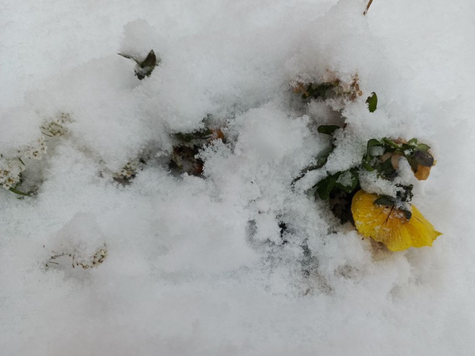 За неделю до Нового года в Волоколамске продолжают цвести анютины глазки