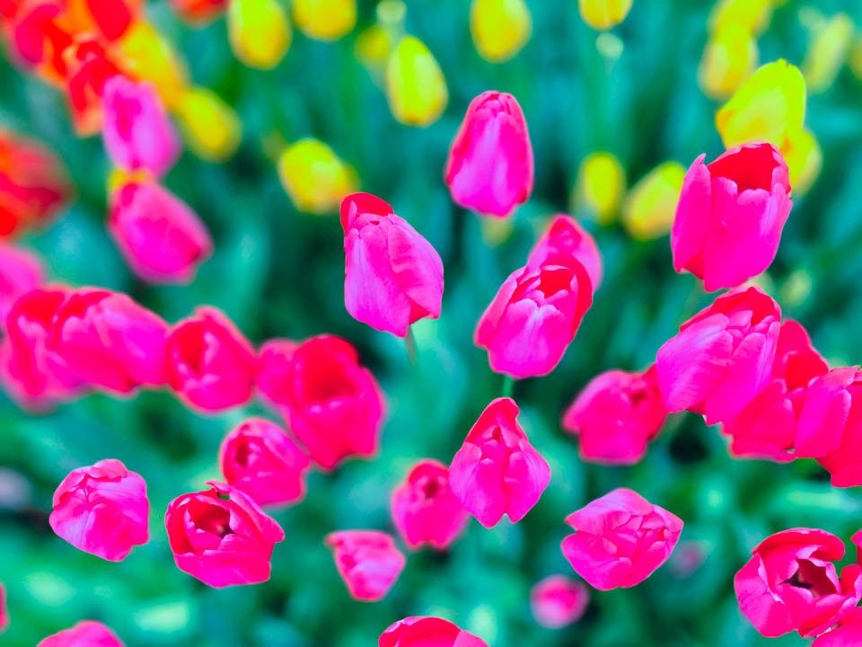 Дачница из Дмитрова вырастила рекордный урожай цветов