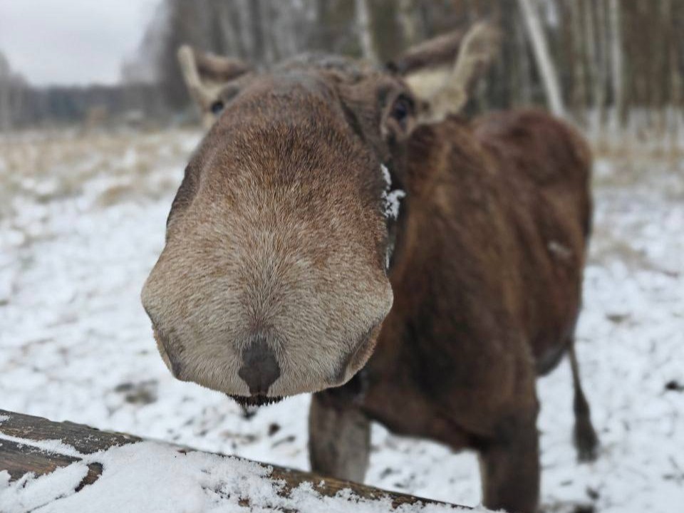 Первый в мире лось-блогер записал эксклюзивный контент в «Лосином острове»