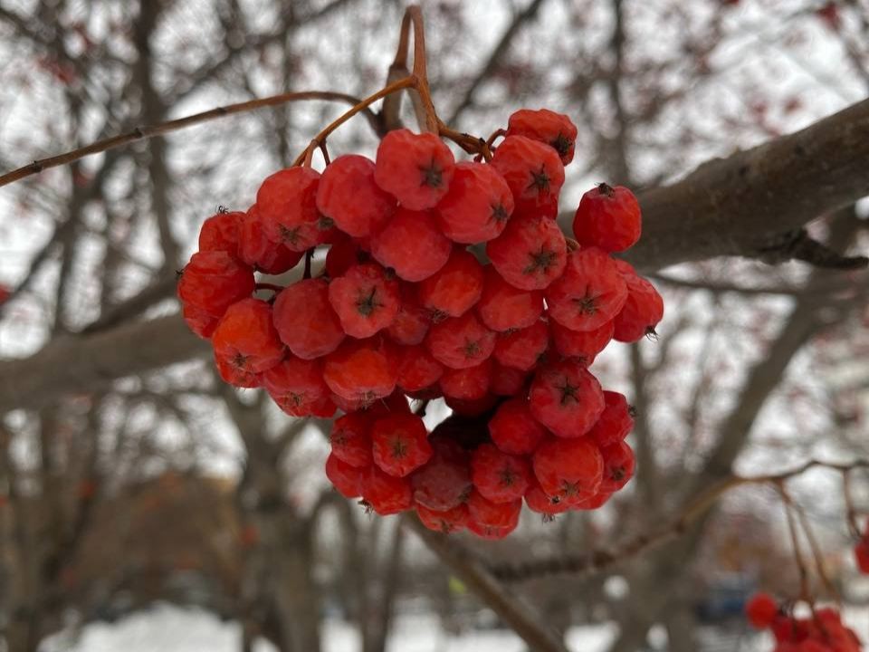 Какая погода установится в Москве и области в первые выходные декабря: прогноз синоптика