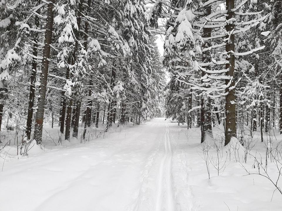 Москву и Подмосковье завалит снегом! До Нового года прогнозируют ежедневные метели