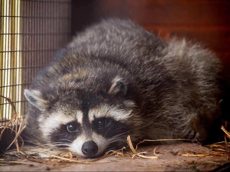 Енотов больше не купить: какие новые правила для владельцев захотели ввести