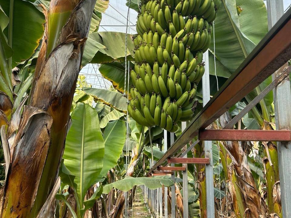 Исчезающий сорт самых сладких бананов удалось вырастить щелковской компании