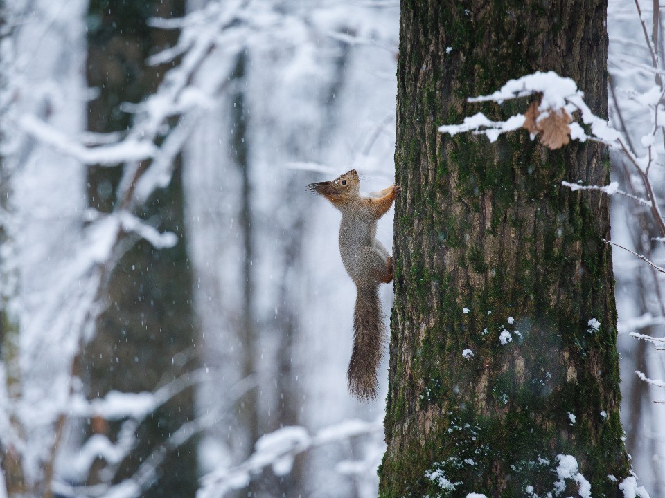 Снежная сказка без виз: как добраться до одинцовской Швейцарии и что там посмотреть зимой