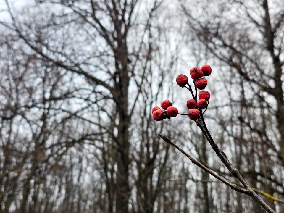 Зря радуемся: снег в Подмосковье растает уже через три дня