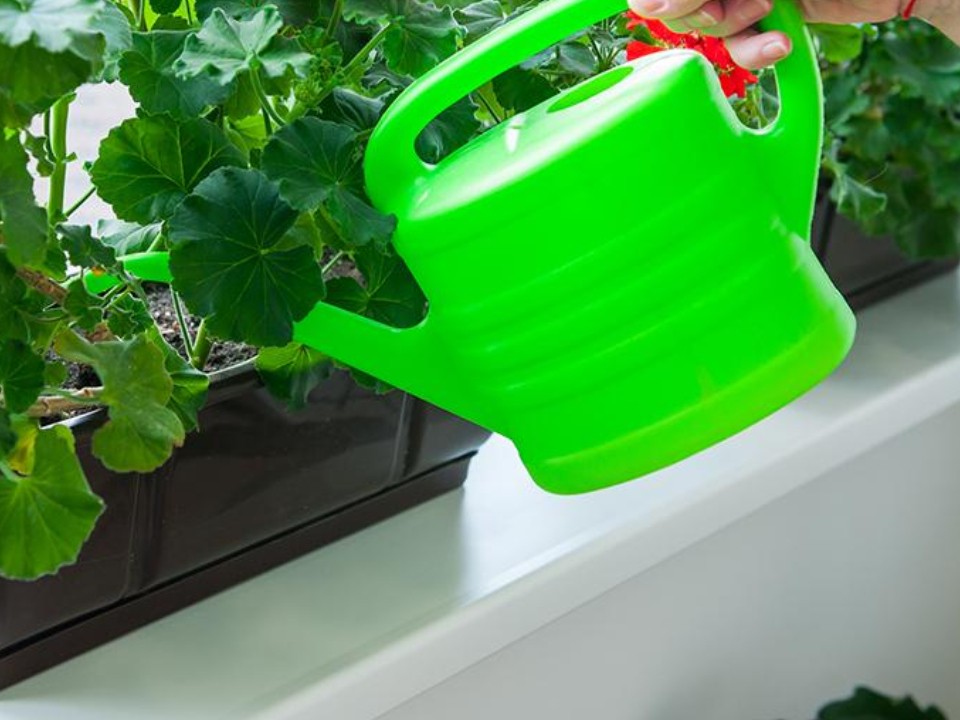 «Рождественская звезда» не одноразовая: как продлить жизнь пуансеттии