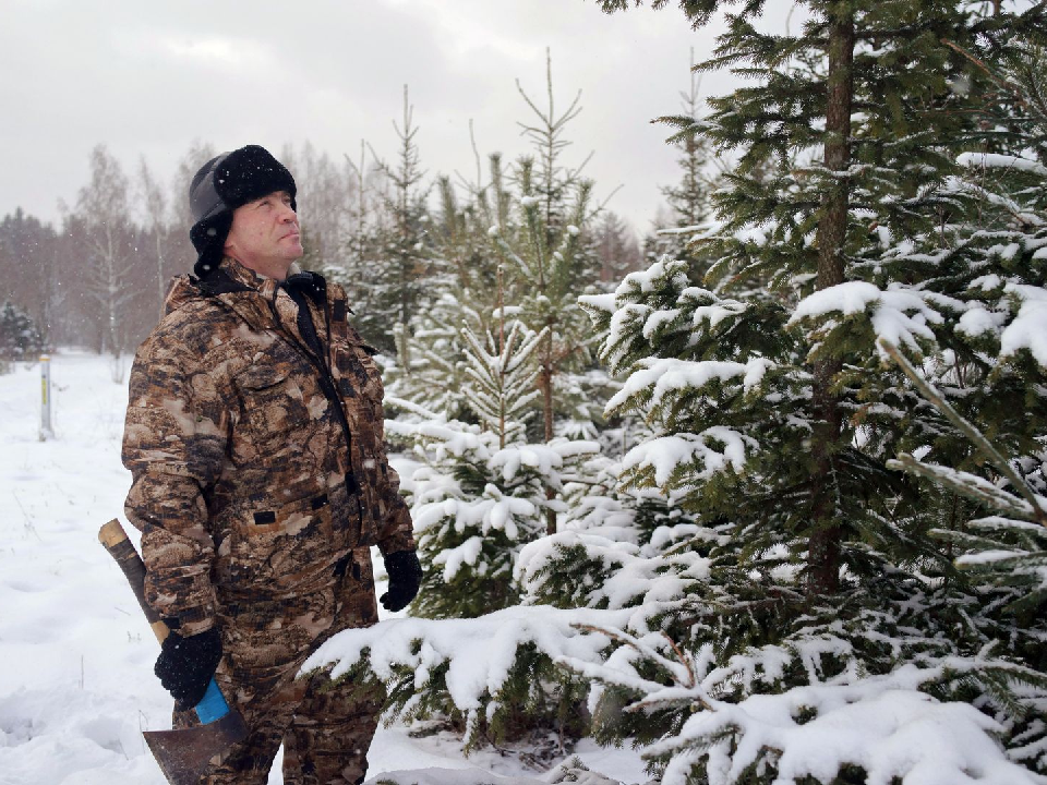 Жители смогут сами выбрать и срубить новогоднюю елку в Дмитровском лесопитомнике