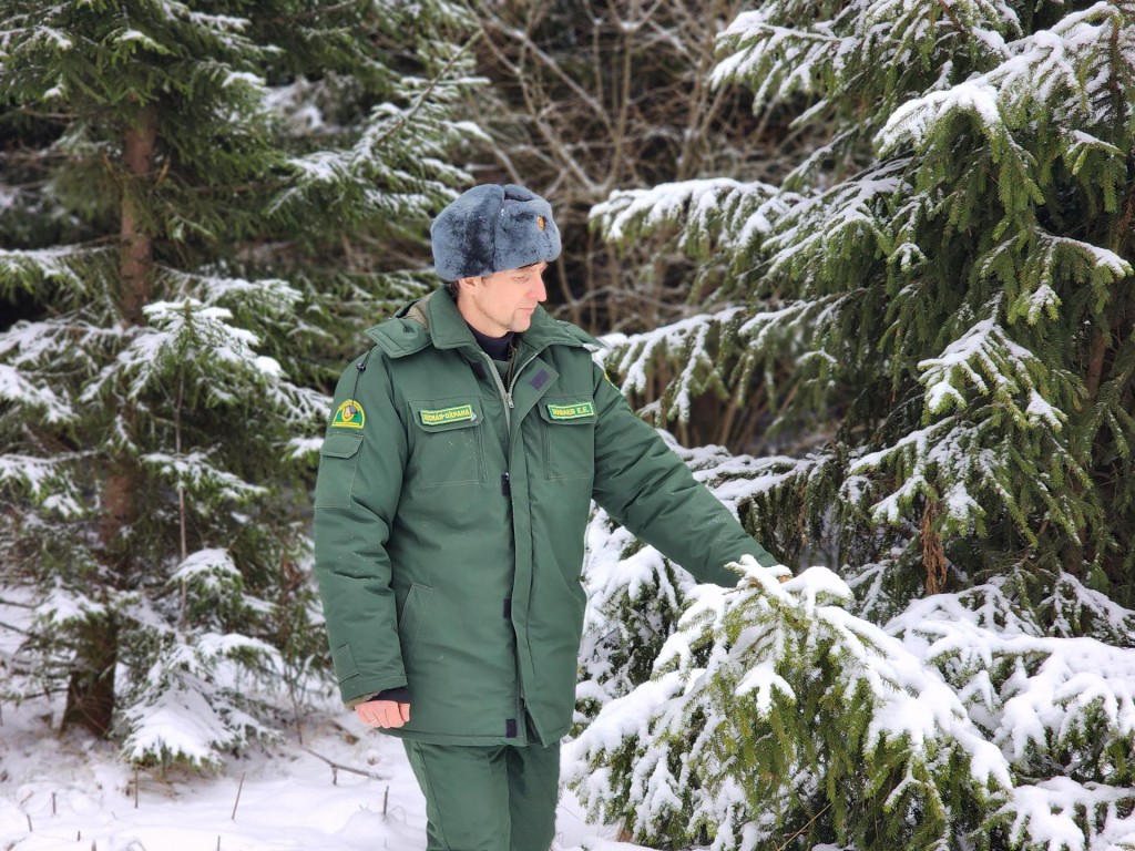 Рубить себе дороже: лесники взяли каждую елку Сергиева Посада под контроль