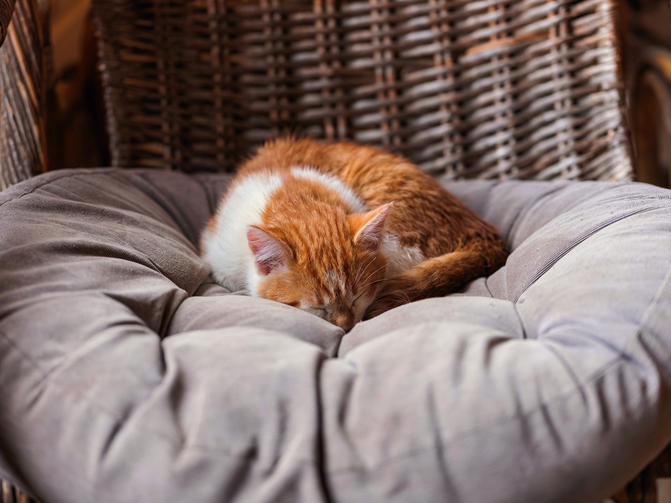 Исполнилась трехлетняя мечта: дочке участника СВО подарили долгожданного котенка под Новый год