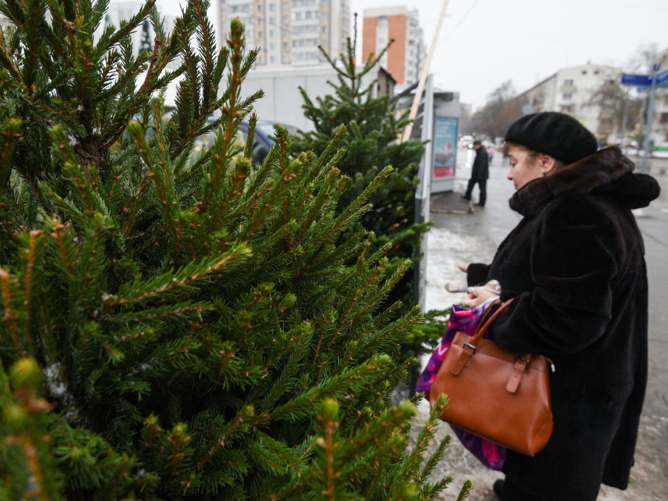 Живая новогодняя елка: как выбрать, где купить в Подольске и как продлить жизнь