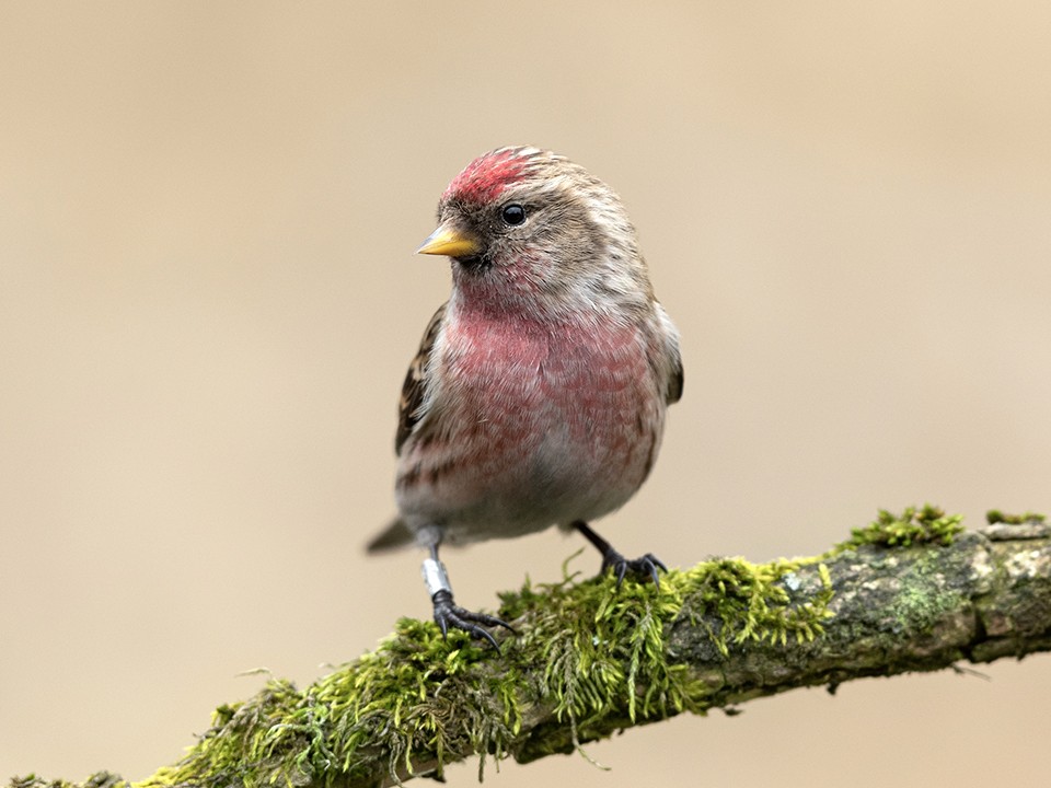 Прилетевшие с Севера «пламенные колючки» дали экологам Подольска особенный знак