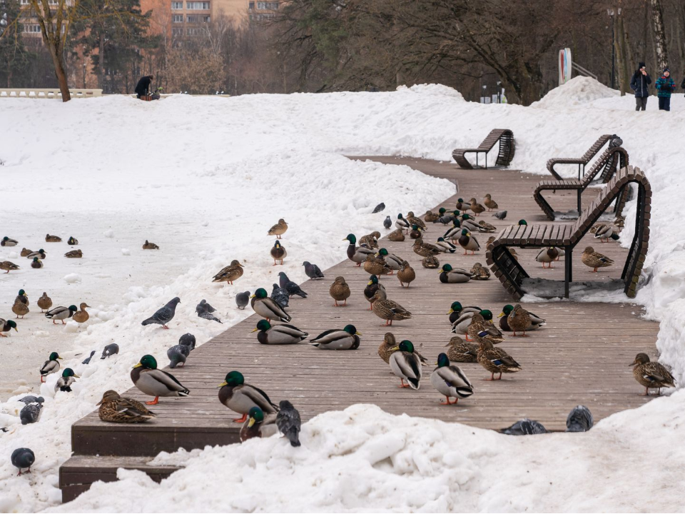 Жителей Красногорска предупреждают о правилах безопасности на водоемах