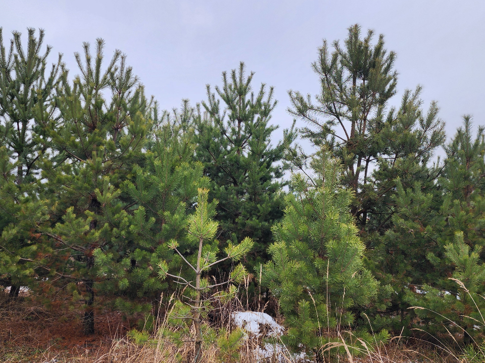 За какую елку можайцы могут сесть в тюрьму