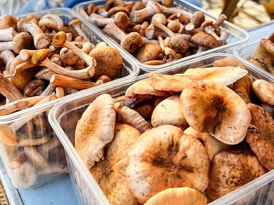 Зима, а грибы растут: почему в подмосковных лесах до сих пор можно собрать полную корзину