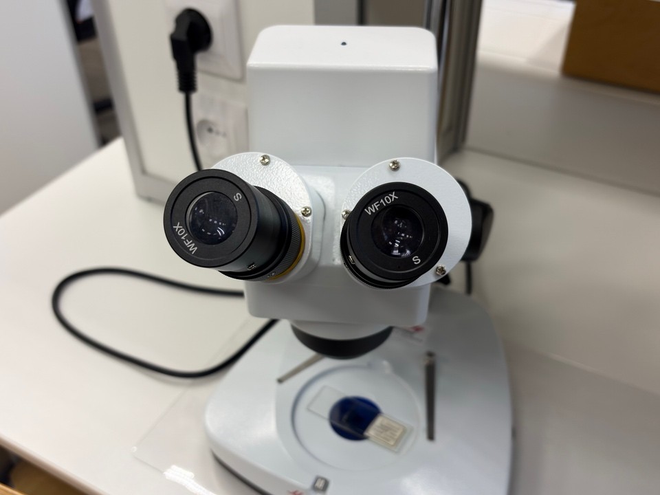 Биолог покажет черноголовцам хвою под микроскопом