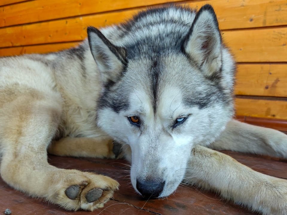 Жестокость в деталях: что известно о расправе с собакой и щенком в доме отдыха в Звенигороде