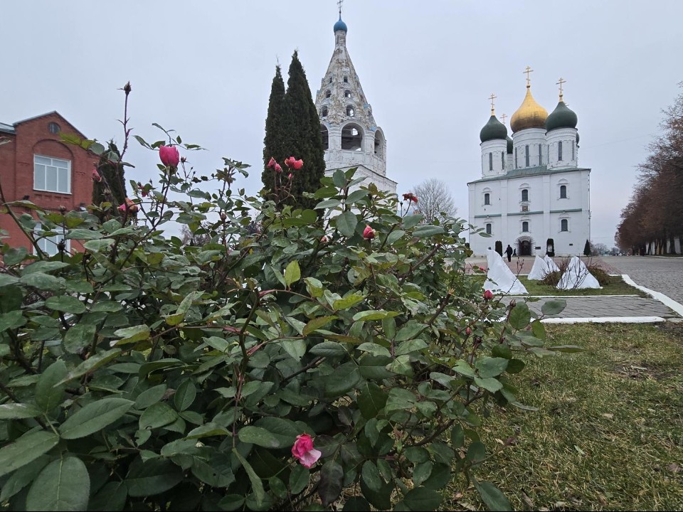 Туристы в Коломне встречают зиму на цветущих газонах