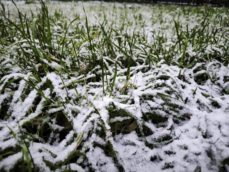 Оттепель затянется: синоптик Ильин рассказал, какая погода будет на Новый год