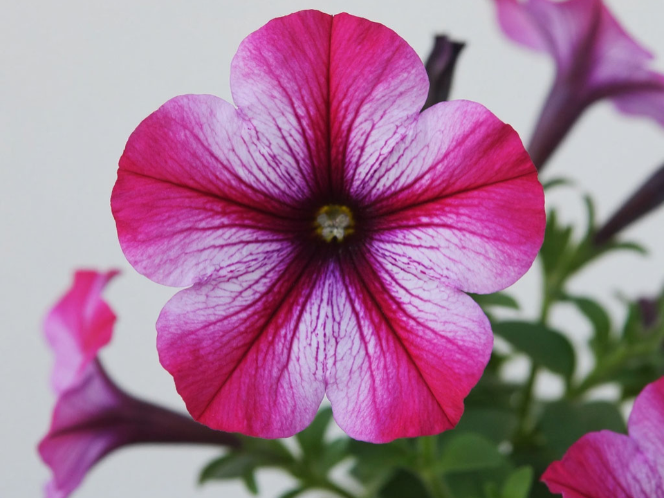 Луна подскажет: благоприятные дни для посева петунии в 2026 году