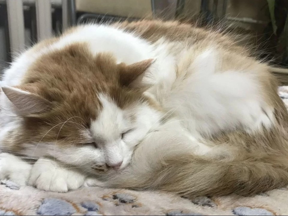 Приехали в деревню и выбросили из машины: кот Пушок мечтает о чуде под Новый год