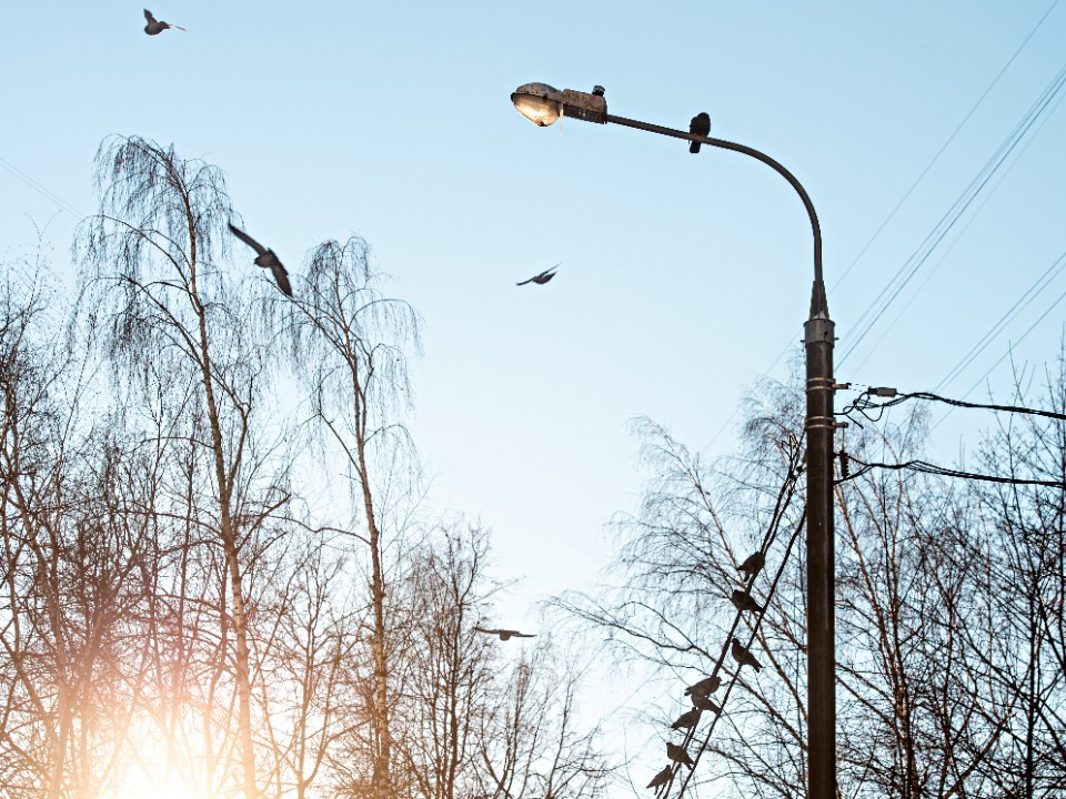 Погода в Подмосковье на 20 декабря: мороз, облачно и без яркого снега