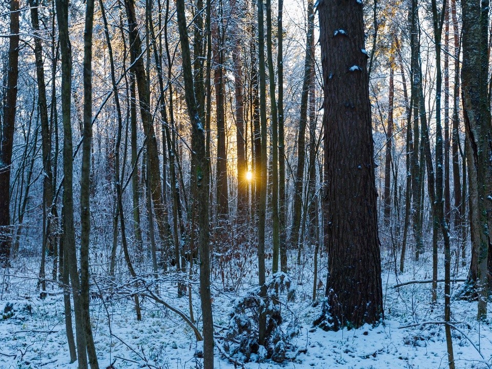 Бесснежная аномалия: синоптик рассказал, ждать ли осадки в Подмосковье