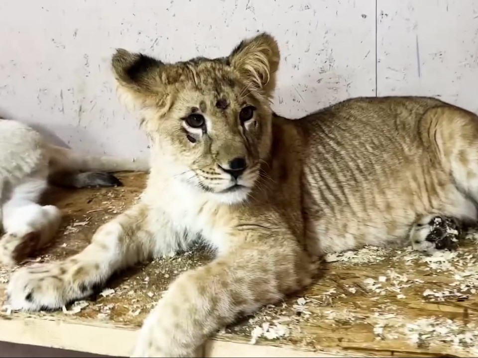 Тайсон навсегда дома: в клинском приюте установили памятник, погибшему львенку